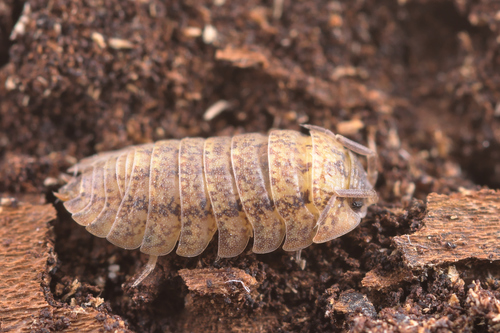 Porcellium conspersum