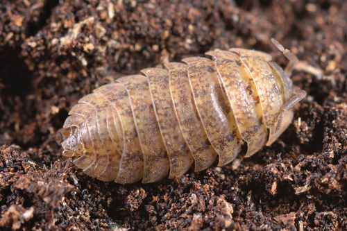 Porcellium conspersum