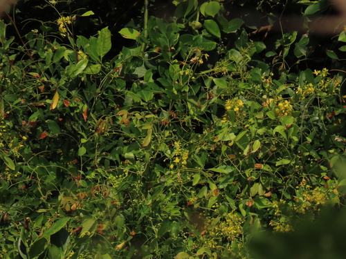 Image of Ticanto crista by (c) chiuluan, some rights reserved (CC BY)