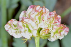 Cymopterus duchesnensis