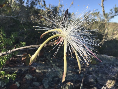 Pseudobombax campestre