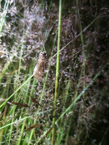 Tetheella fluctuosa