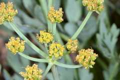Cymopterus duchesnensis