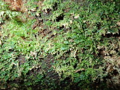 Riccardia multifida
