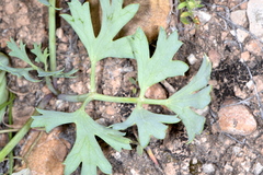 Cymopterus duchesnensis