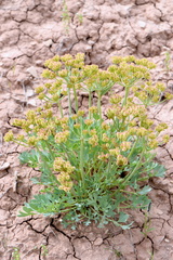 Cymopterus duchesnensis