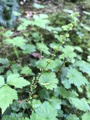 Tellima
