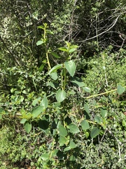 Ceanothus leucodermis