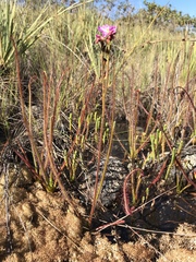 Drosera spiralis