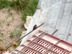 Cynanthus latirostris