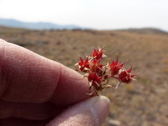 Sedum lanceolatum lanceolatum
