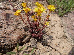 Sedum lanceolatum lanceolatum