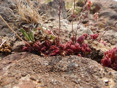 Sedum lanceolatum lanceolatum