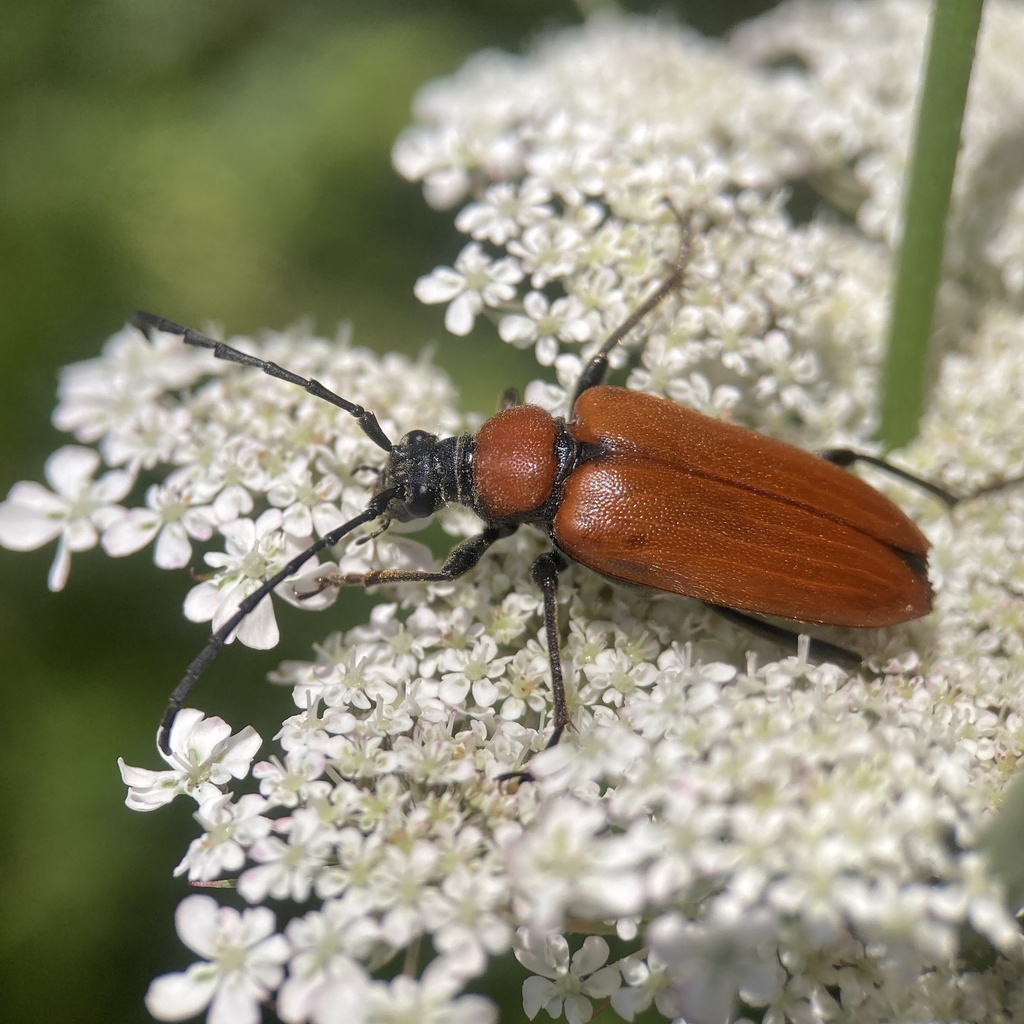 Stictoleptura fontenayi
