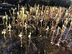 Utricularia neottioides