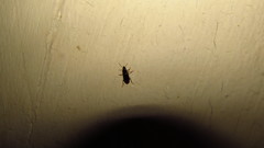 Synuchus impunctatus