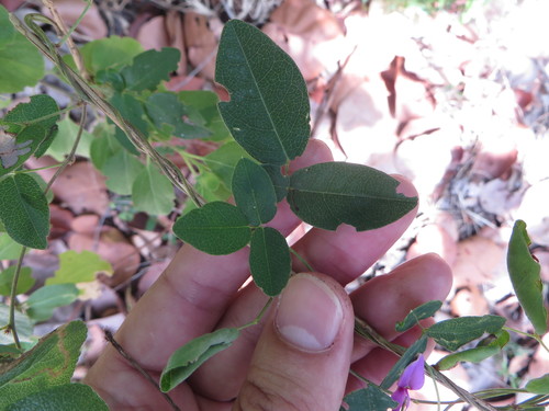 Image of Galactia volubilis by (c) Ben Machado, some rights reserved (CC BY)
