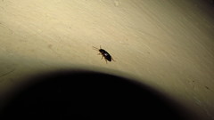 Synuchus impunctatus