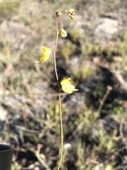 Utricularia hispida