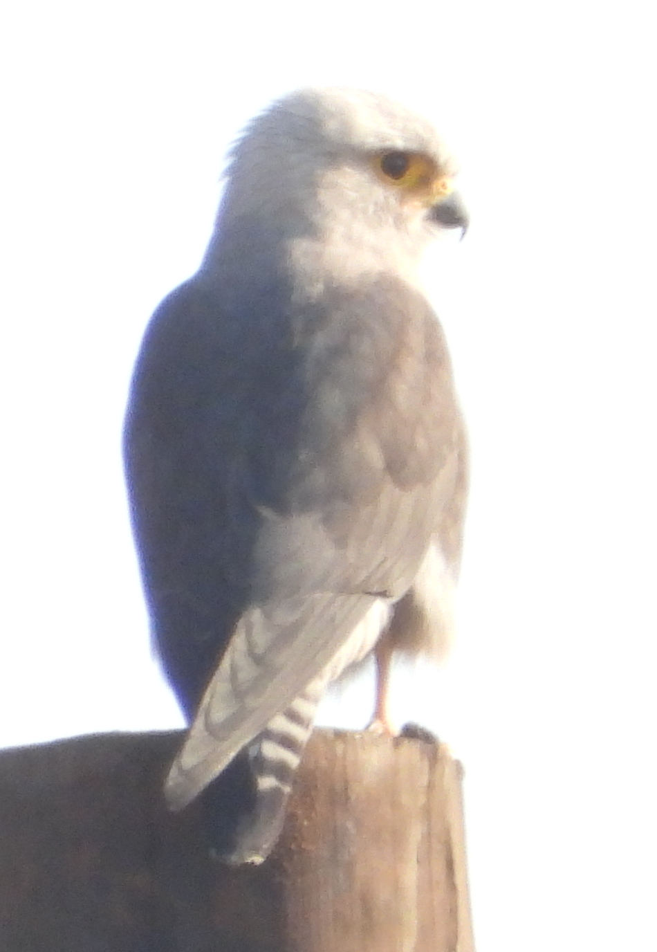 Dickinson's Kestrel (Falco dickinsoni), photo 6