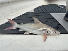 Shieldheaded Catfish photo 1