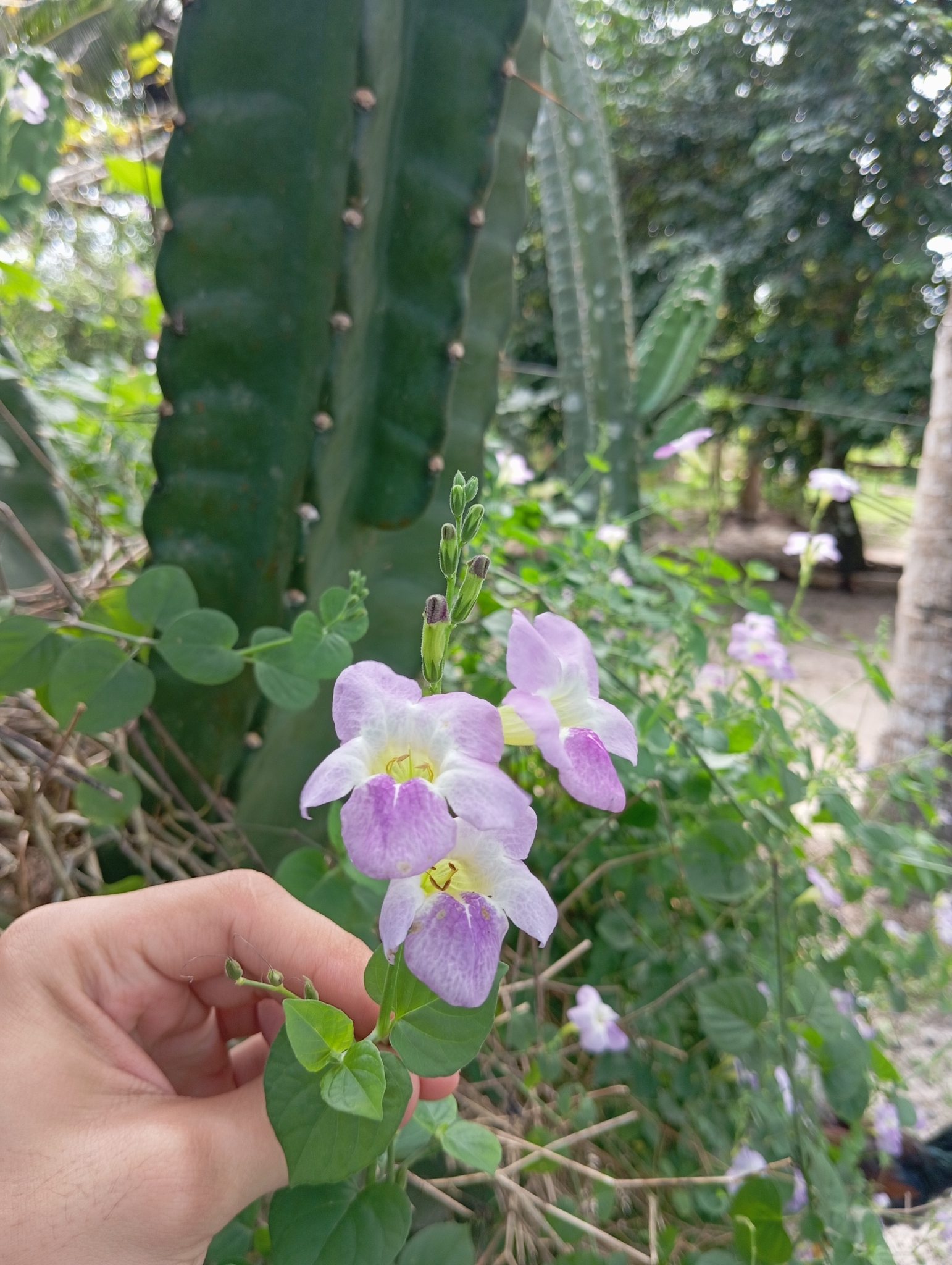 Asystasia gangetica