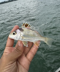 Red-Patched Grunter photo 2
