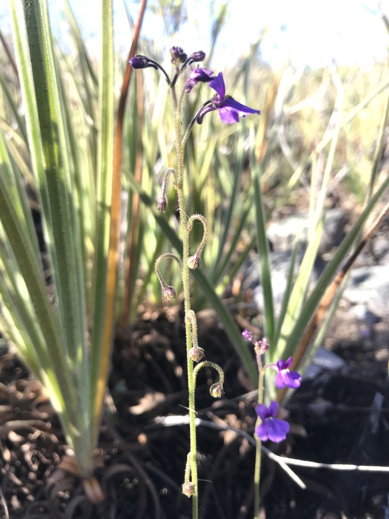 Genlisea metallica Rivadavia & A.Fleischm. 2