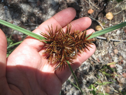 Cyperus planifolius image
