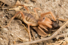 Eremobatidae