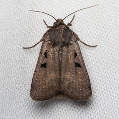 Parabagrotis formalis