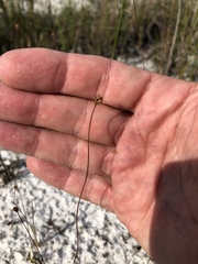 Xyris flabelliformis