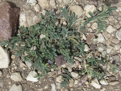 Astragalus nuttallianus austrinus