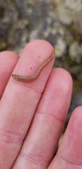 Phyllodocidae