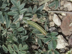 Astragalus nuttallianus austrinus