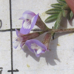 Astragalus nuttallianus austrinus