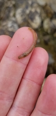 Phyllodocidae