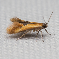 Batia lunaris
