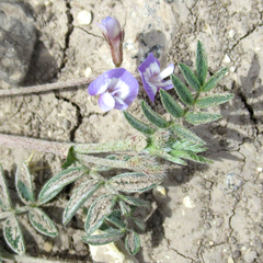 Astragalus nuttallianus austrinus