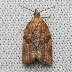 Argyrotaenia franciscana