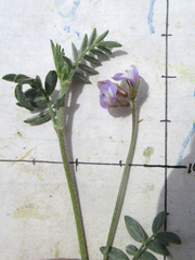 Astragalus nuttallianus austrinus