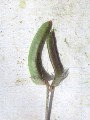 Astragalus nuttallianus austrinus