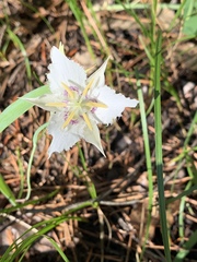 Calochortus lyallii