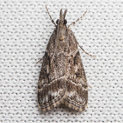 Eudonia rectilinea