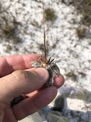 Xyris flabelliformis