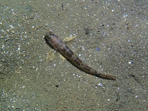 Gestreepte zandgrondel (Acentrogobius pflaumii) — Gobiidae — 3
