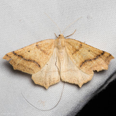 Prochoerodes truxaliata