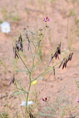 Astragalus duchesnensis