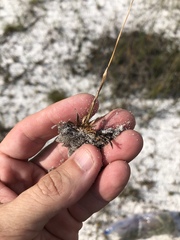 Xyris flabelliformis