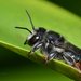 Megachile pictiventris - Photo (c) Dianne Clarke, some rights reserved (CC BY-NC), uploaded by Dianne Clarke